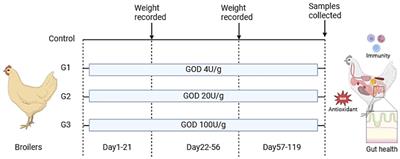 Effects of high-dose glucose oxidase on broiler growth performance, antioxidant function, and intestinal microbiota in broilers